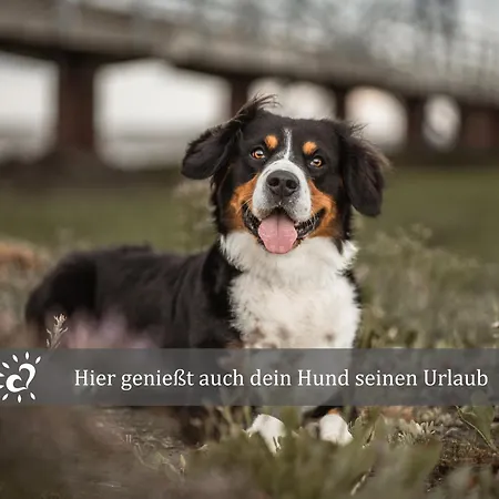 De Kattuul Direkt Am Nordseedeich *