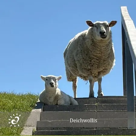 De Kattuul Direkt Am Nordseedeich *