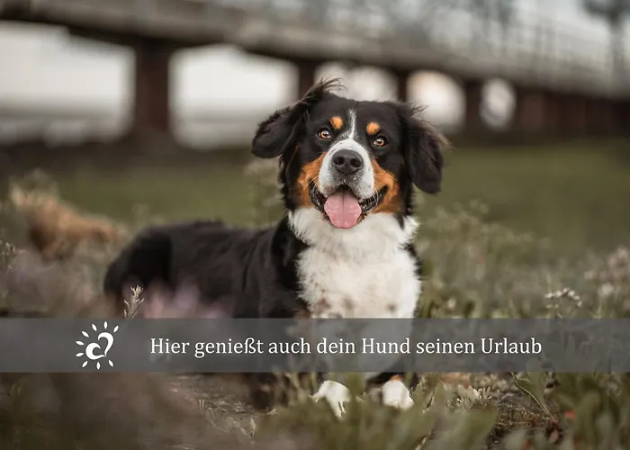 De Kattuul Direkt Am Nordseedeich *